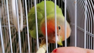 Download Lagu Why is Lovebird Biting | How to stop parrot from Biting MP3