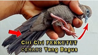 PERKUTUT CEMANI KOL BUNTET ORI || Cara mengetahui perkutut warna cemani HITAM yang asli