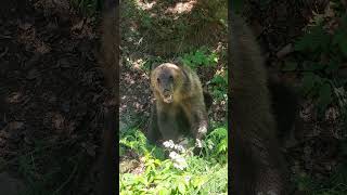 Cute bear chewing on something