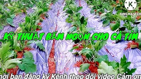 KỸ THUẬT BẤM NGỌN ĐỂ CÀ TÍM CHO NĂNG SUẤT CAO. Technique of pressing the tops for eggplant plants