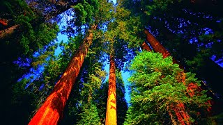 MagiCXbeats - Laws of The Earth (Chill Version)