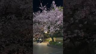 Ueno Park Cherry Blossom 🌸 #japantravel #cherryblossom #sakura #happy #travel