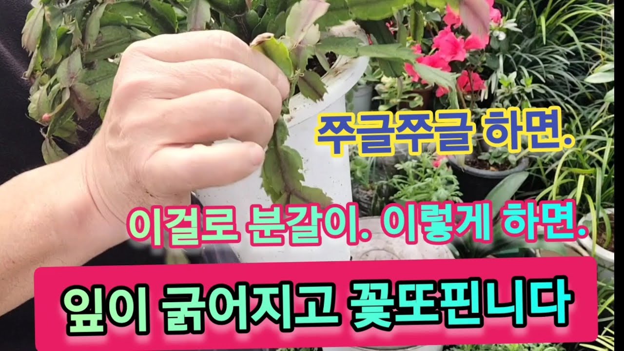 게발 선인장 잎이 쭈글쪼글 하고, 꽃이 잘 안핀다면?! 이렇게 해보세요!! (잎이 굵어지고 꽃 잘피게 하는 방법)