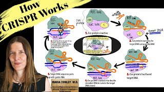 How CRISPR Works