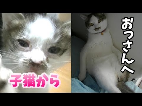 拾われて16ヶ月間のねこ  