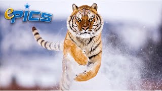 The MOST Spectacular Jumps of Animals - Top Best Jumper Animals EPIC-s