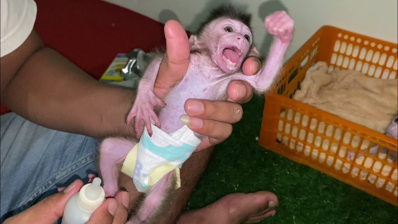THIS IS THE BABY MONKEY'S EXPRESSION THE FIRST TIME EATING PORRIDGE