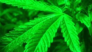 Green Light Special