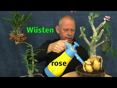 Video: Warum werden die Blätter meiner Wüstenrose braun?