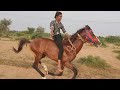 Kutch best horse racing in moti khakhr  lucky is back