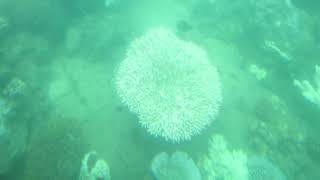 Great Barrier Reef Tour, Cairns(3)