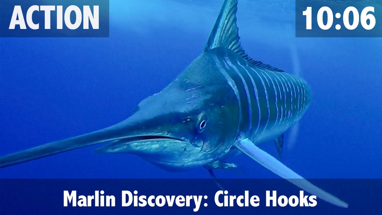 How to Catch a Marlin & How to Feed a Marlin your Bait 