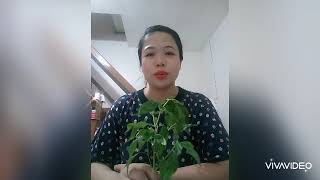 Herbal Challenge(Serpentina) Herbal Challenge(Serpentina)