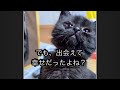 野良子ねこと一緒に過ごした日々🐱😭✨#子ねこ#猫 #cat #クロネコ #kitten #感動 #可愛い @柴犬コロと猫のあんこ