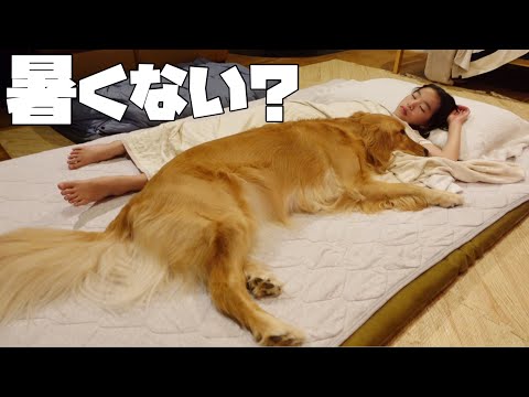 暑くても姉とくっ付いて寝たいゴールデンレトリバー