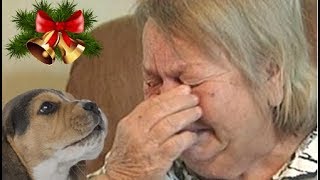 People's Reactions To Kitten And Puppy Surprise On Christmas Compilation 2017