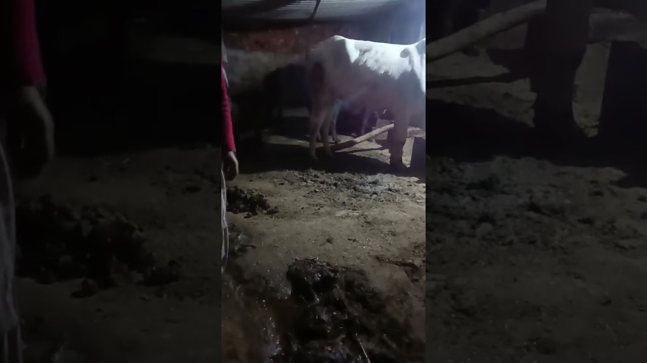 all type cow ,dairy farming