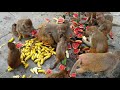 A man feed food and fruits to the Hanuman G / monkey