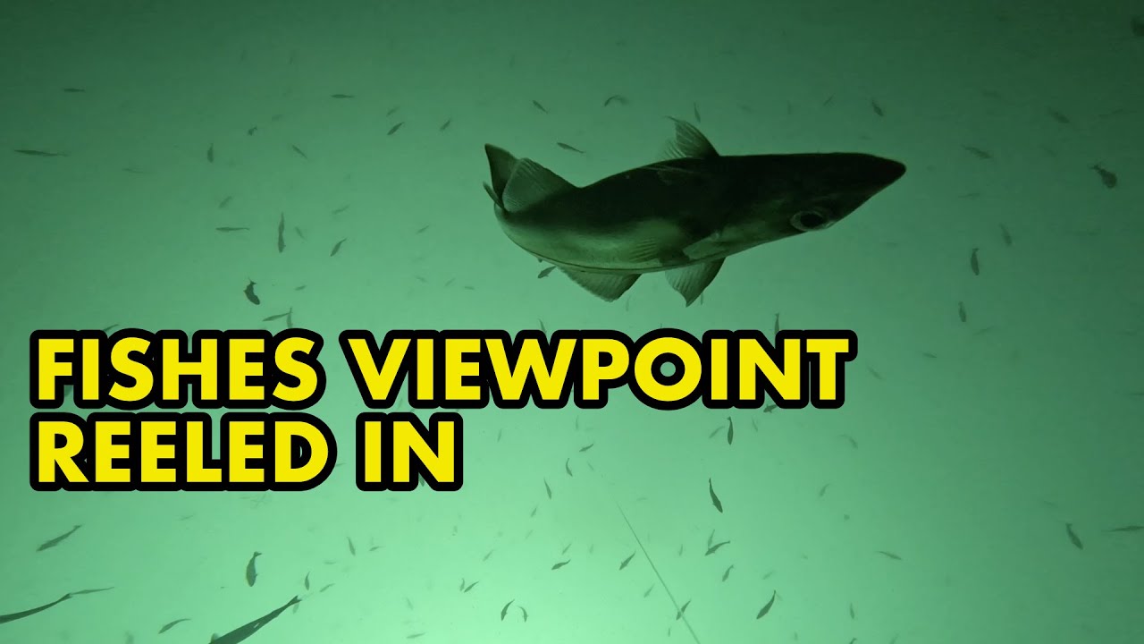 Fish Reeled In Reeled in from Fishes POV - YouTube