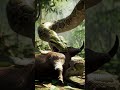 Python vs Goat | Survival of the Fittest" The Silent Kill: Python Attacks Goat. "Python Power Goat’