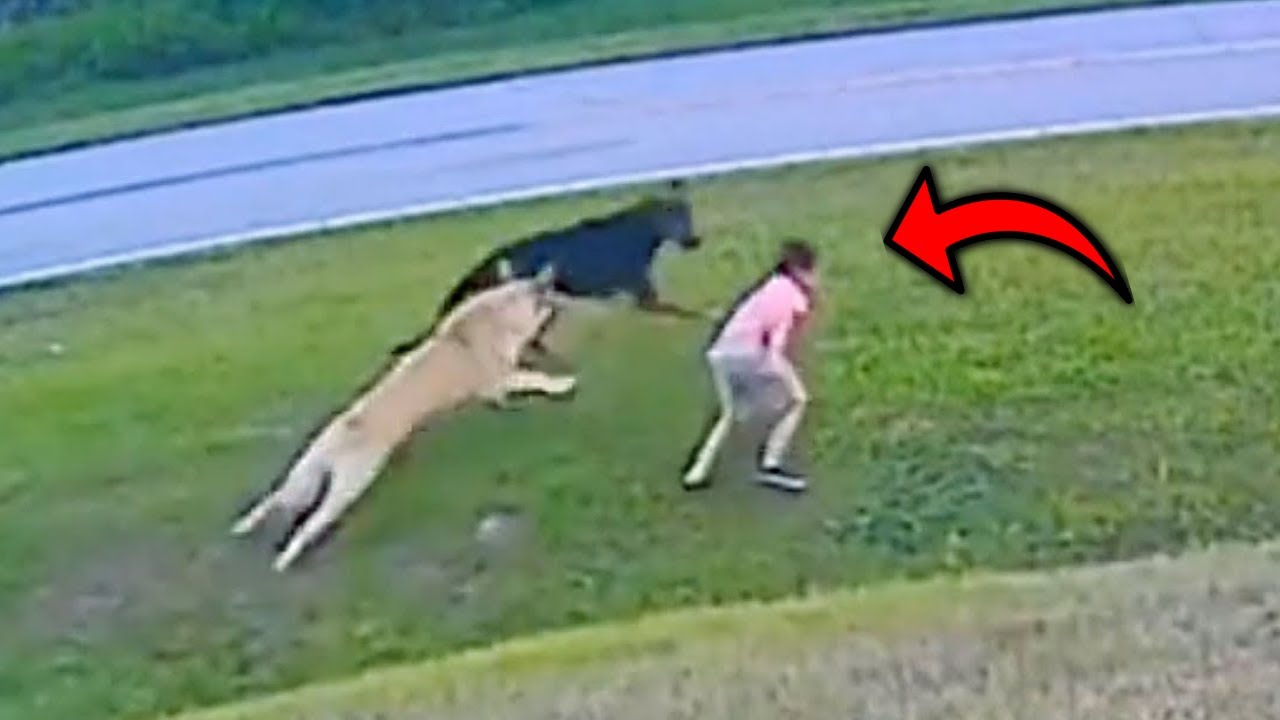 35 Animales H�roes Que Salvaron Las Vidas De Sus Due�os !