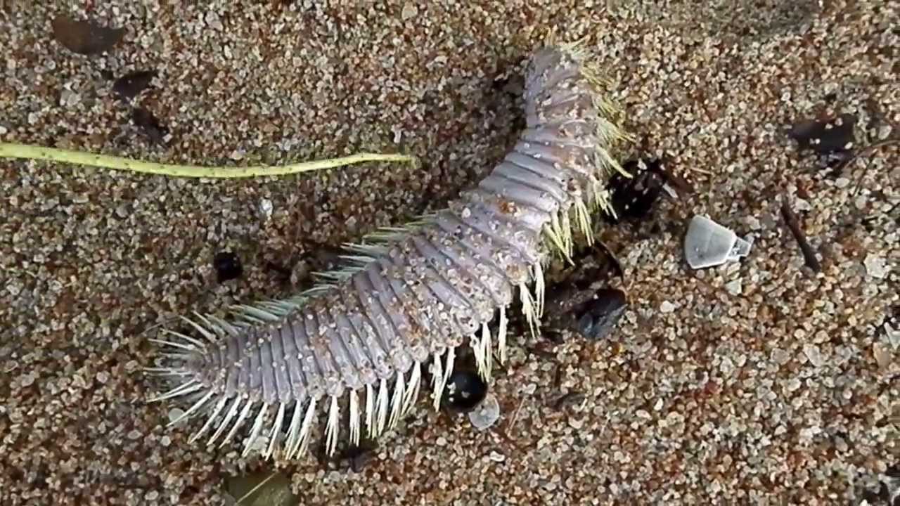 Морской червь размер. Морские многощетинковые черви. Морской червь белое море. Многощетинковый червь мотыль.