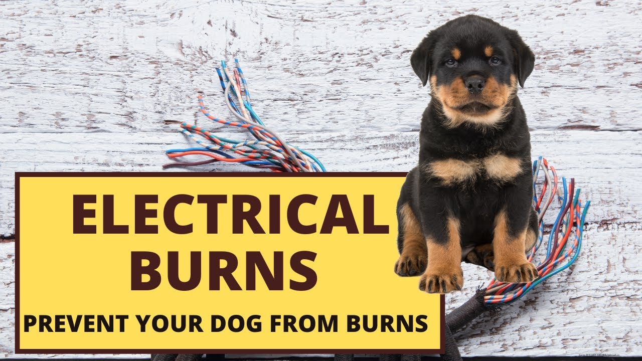 Dog Electrical Burn YouTube