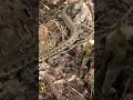 Snake its natural / walk dance #discoveryjapan #walkingdance