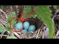 The cuckoo egg has infiltrated the bird&#39;s nest, and the largest one is