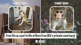 Former Pet Monkey Gambit Starts New Life at Born Free USA's Primate Sanctuary