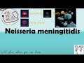 Neisseria meningitidis disease/Neisseria meningitidis infection/Gram negative bacteria/Meningitis