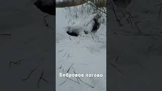 Смотри какая Берлога Бобра. Хатка на Реке Урочь. #sorts #природа #nature #shortvideo #бобер