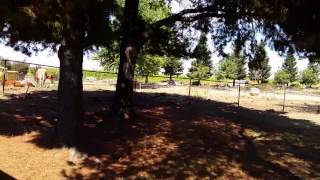 Bishop PUMKIN train ride