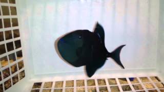 Niger Trigger $95 - Frm Customer's Tank