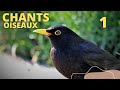 Chants  doiseaux  lecon 1 oiseaux ornithologie