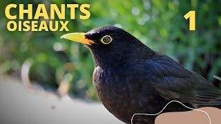 CHANTS  D'OISEAUX : LECON 1 #oiseaux #ornithologie