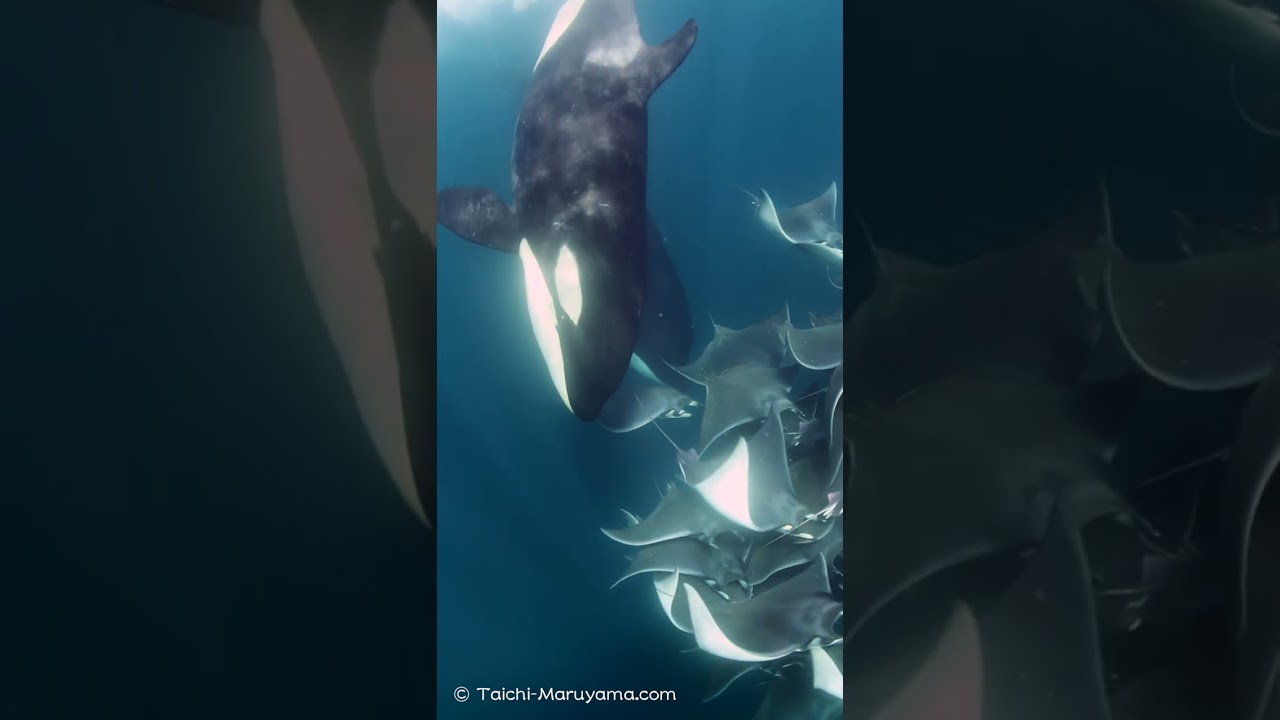 🐬圧巻！シャチの捕食シーンに遭遇！🌈
