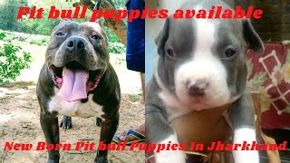 #Pitbull#Newborn#Ranchi#Jharkhand !! New born pitbull puppies available in Ranchi !! 7903135882 !!