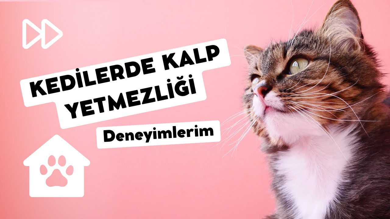 Kalp Hastası Kedimle Yaşamak | Dikkat Edilmesi Gerekenler & Deneyimim