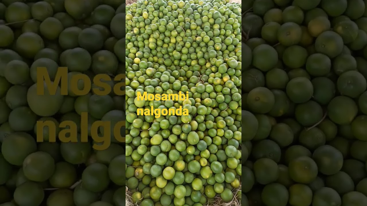 Today nalgonda mosambi rate in hyderabad fruit market. 26-08-2022