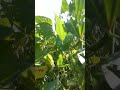 VISUAL DA LAVOURA DE SOJA #agro #agronegócio #agriculture