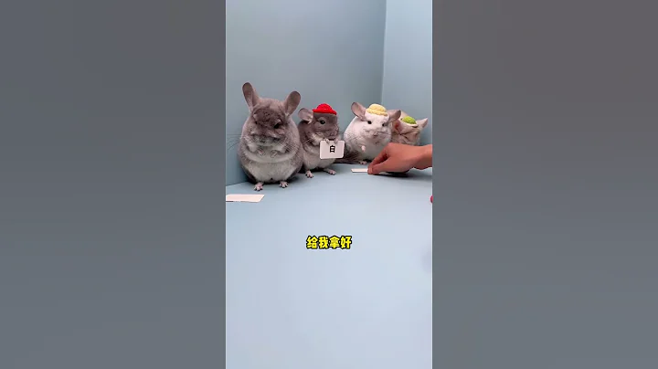 Watch the video about Openly Confess, Be Lenient... #Cute Pets #Dragon Cat #Cute Pets Debut Plan