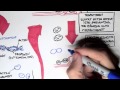 Muscle Contraction Mechanisms and Protein Interactions in Saccharomyra