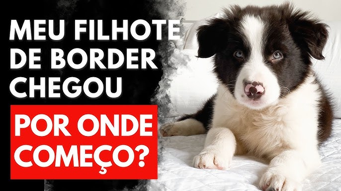 5 VANTAGENS e DESVANTAGENS de adotar um BORDER COLLIE 🐶✓ 