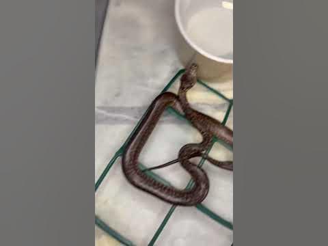 A few clutches of carpet pythons #gopro #snake #reptiles #australia # ...