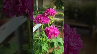 경주진#제라늄 #flowers #썬tv베란다정원 #수제토분 #viento