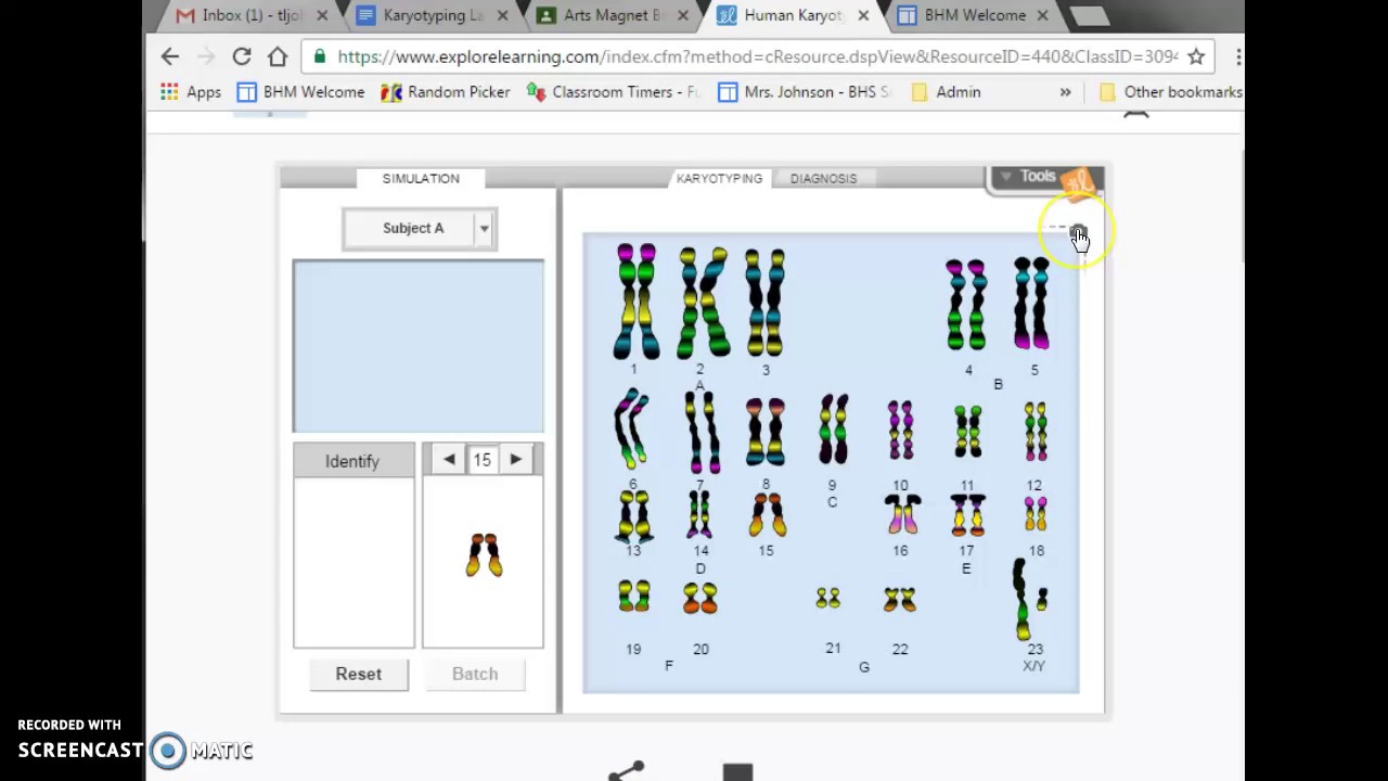 Karyotyping Lab Instructions YouTube