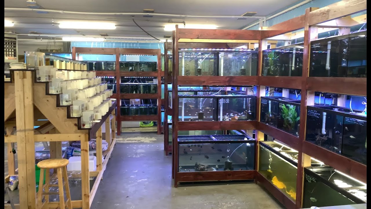 AMAZING Fish Store Tour at Tamed Waters Minnesota! YouTube