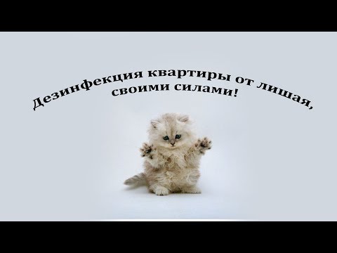 Дезинфекция от лишая в домашних условиях