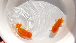 DSCF5433